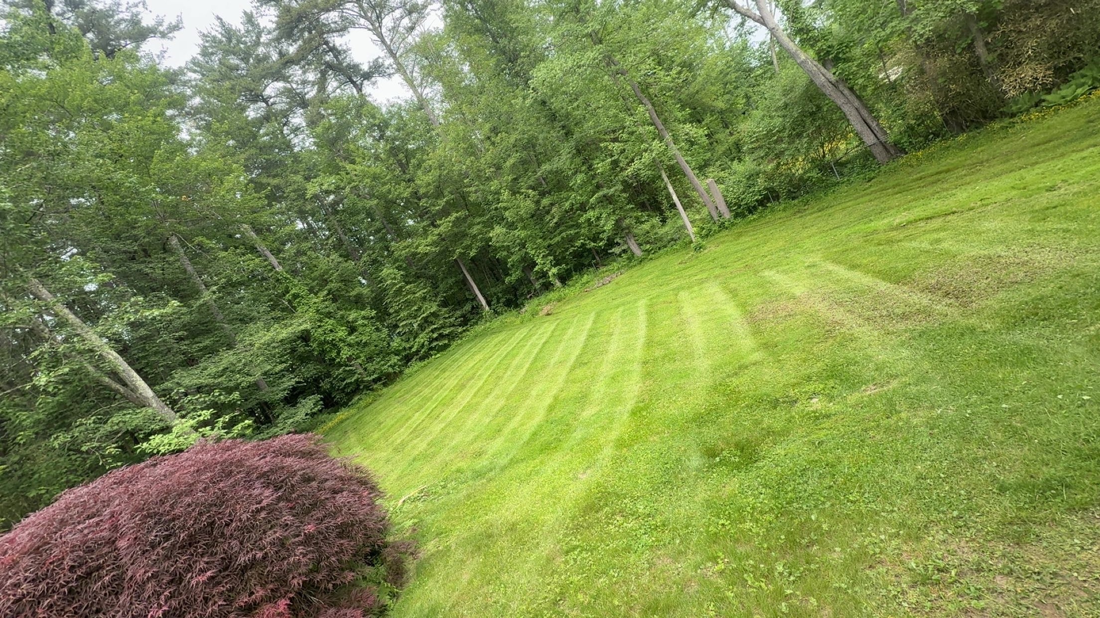 Seasonal yard maintenance in progress